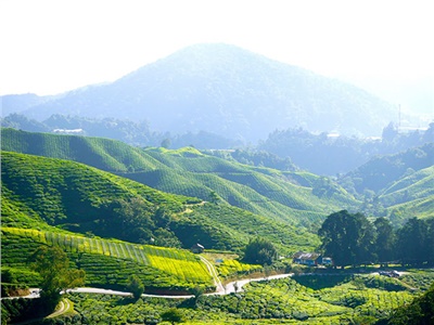 湘益茯茶盛裝亮相第11屆中國(深圳)國際茶產業(yè)博覽會